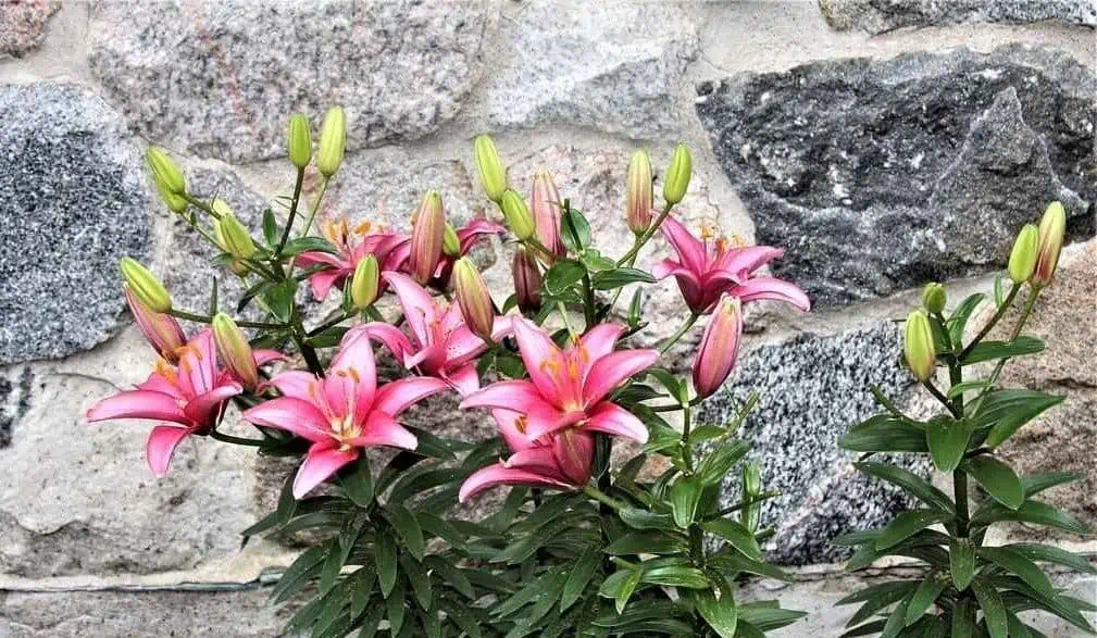 lilium plant in pink set against a stone wall