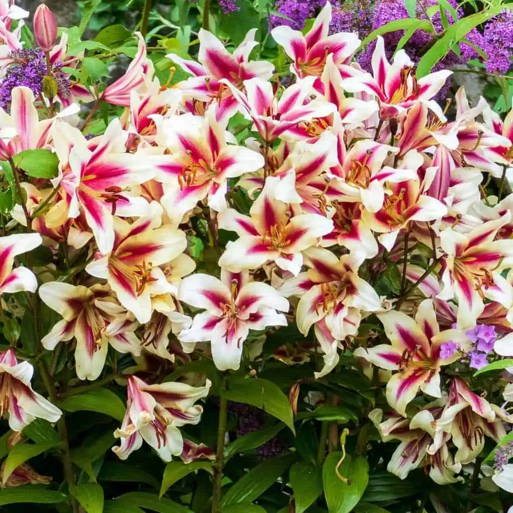 image of lily flowers in white and red with green foilage