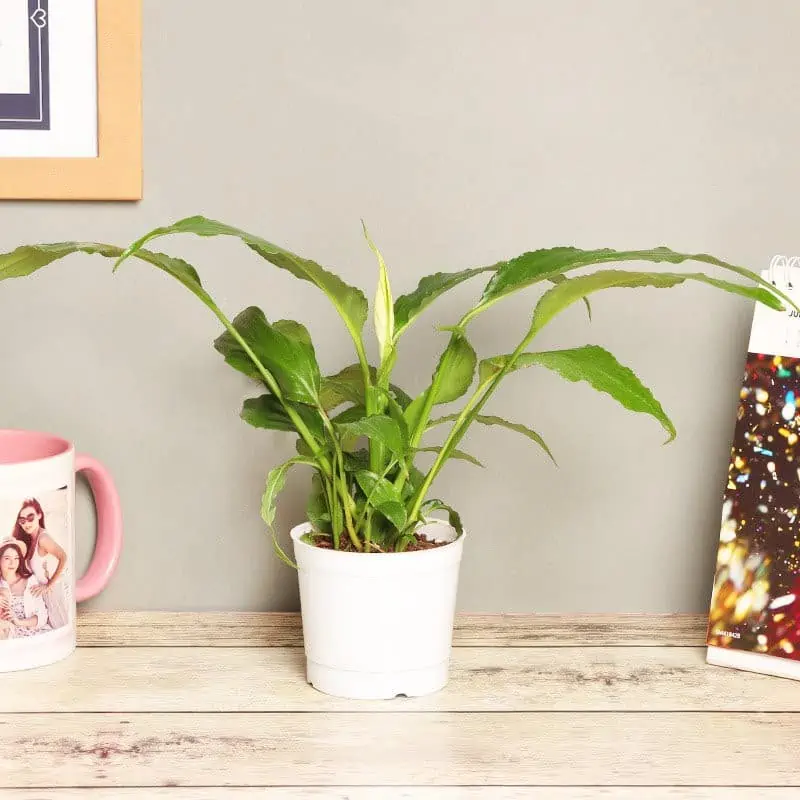 peace lily flowers images with red calendar in a white pot