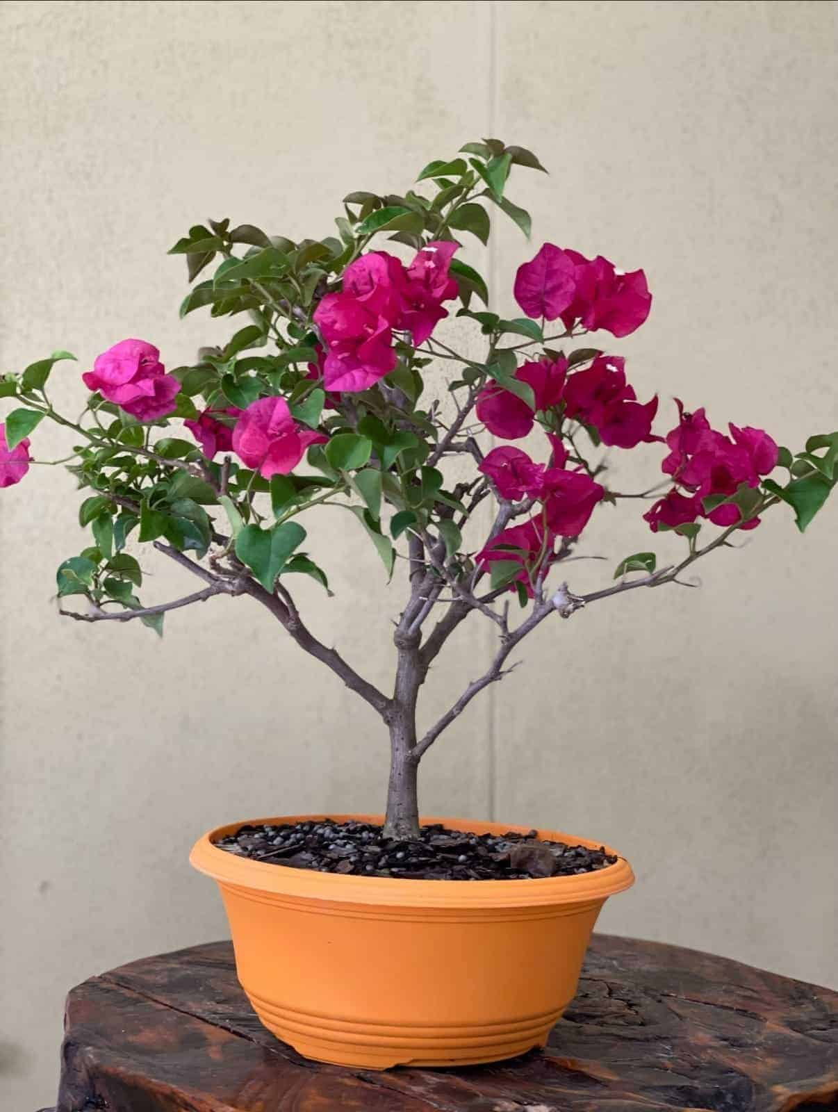 A beuatiful indoor bougainvillea bonsai tree at a giveaway price.