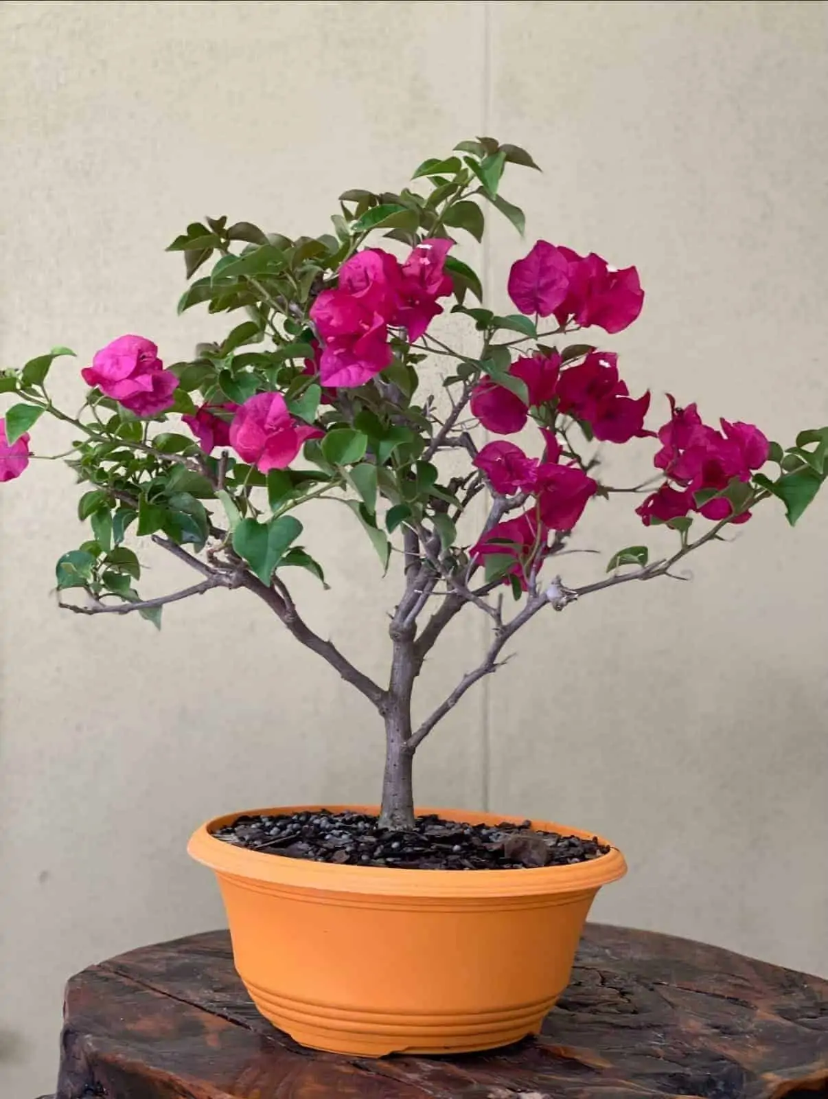 A beuatiful indoor bougainvillea bonsai tree at a giveaway price.