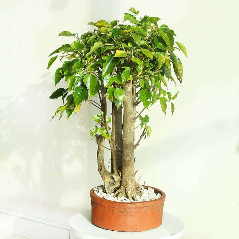 A beautiful peepal bonsai tree at a pocket-friendly price.
