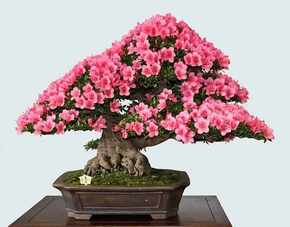 A pretty indoor azalea bonsai tree in a planter, with pink flowers.