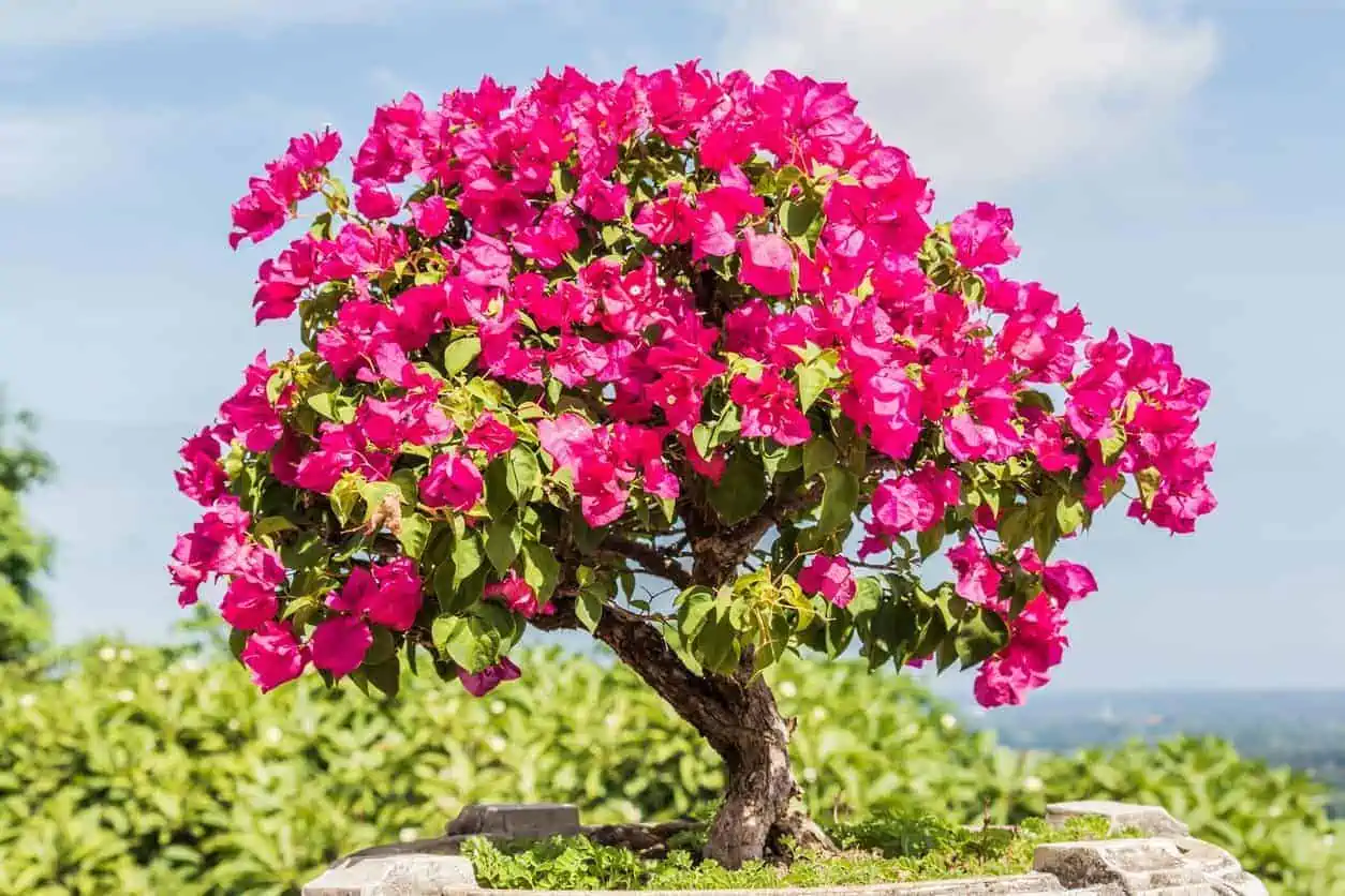 An exquisite outdoor bouganvillea bonsai tree.