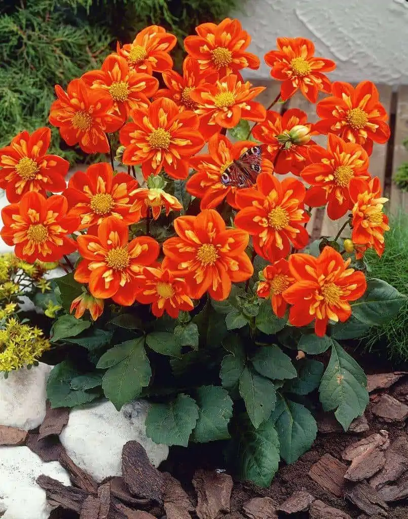 orange Collarette dahlias with green foilage