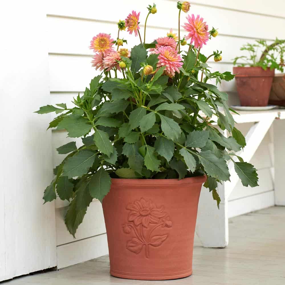 orange flowers with green foilage and brown pot
