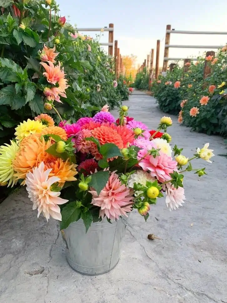 multicolor flowers in a grey pot