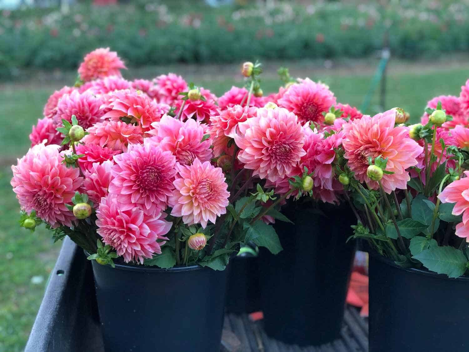 pink flowers with green foilage
