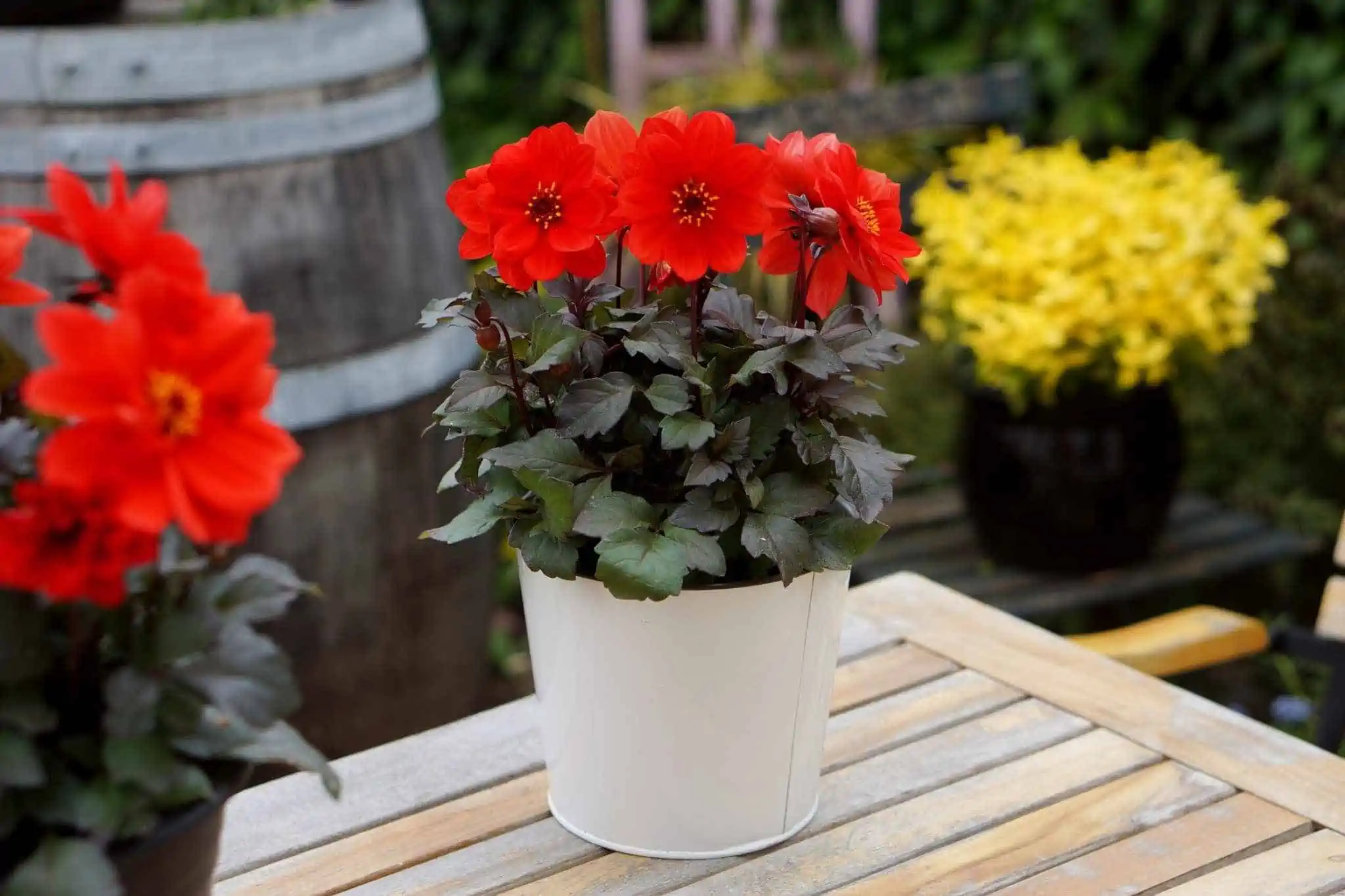  flowers in a white pot