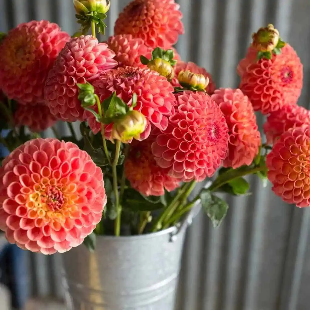 red flowers in a grey pot