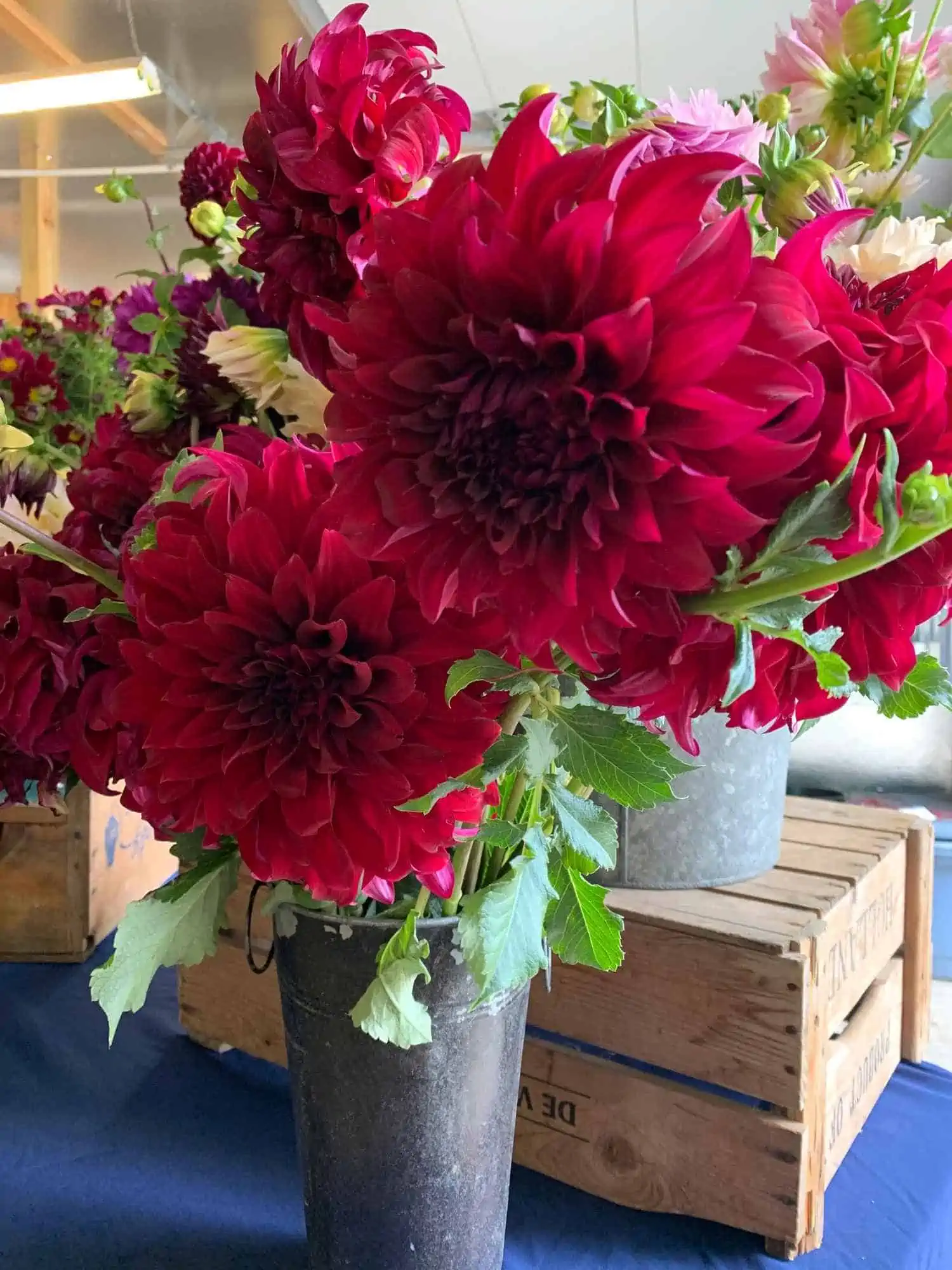 maroon flowers in a grey pot