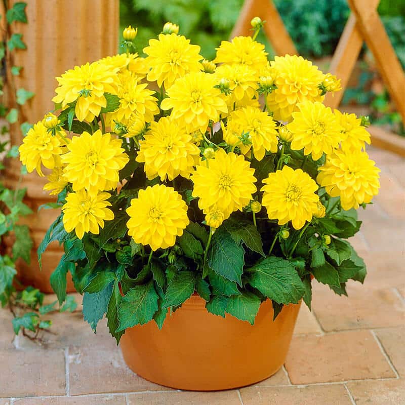  flowers in a brown pot