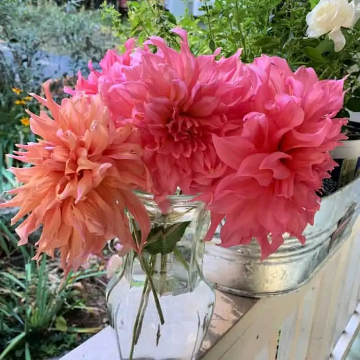 pink Dinnerplate dahlias in a pot