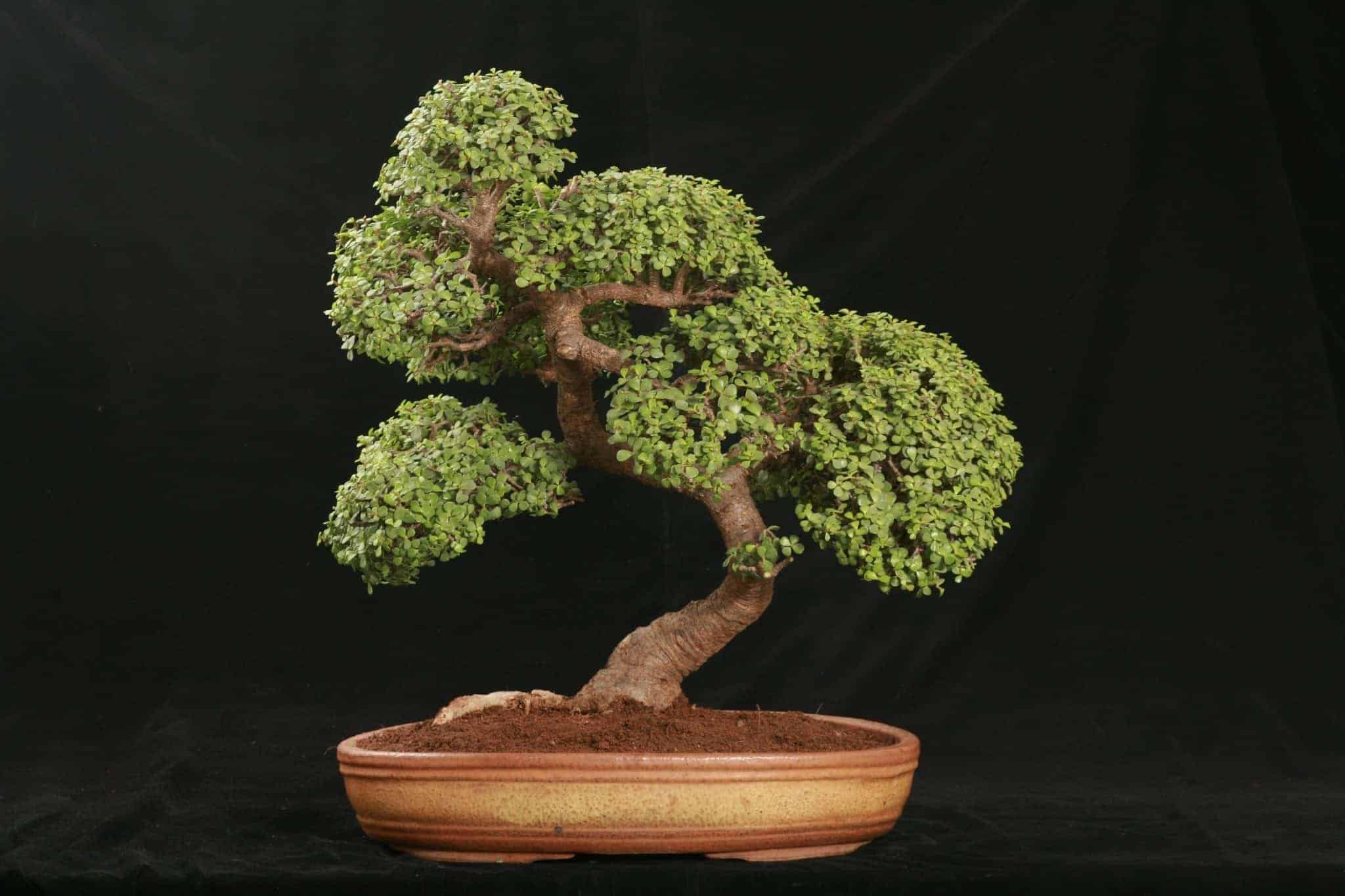 A beautiful indoor dwarf jade bonsai tree in an elegant planter.