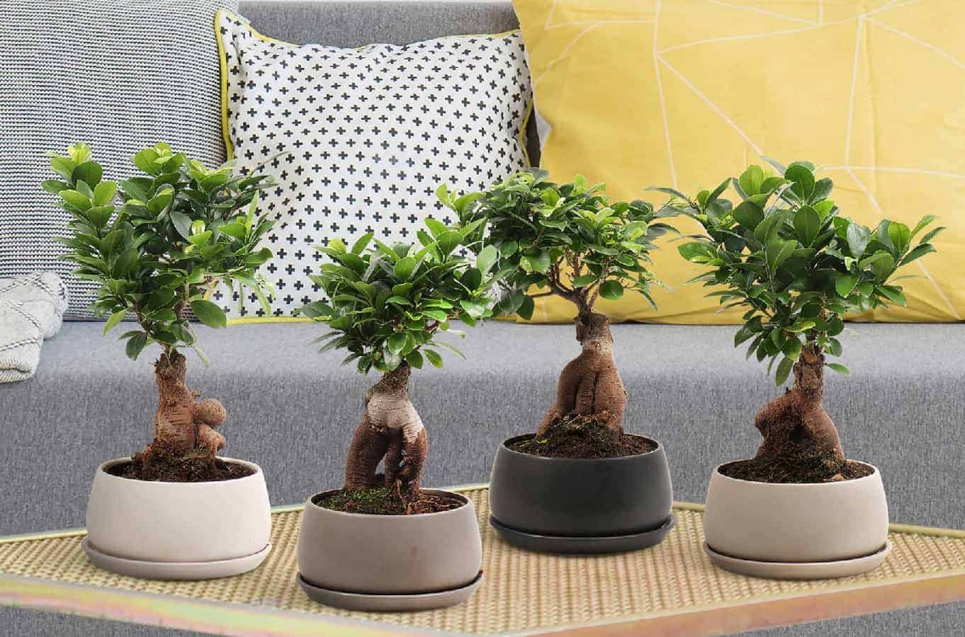 Beautiful indoor bonsai tree