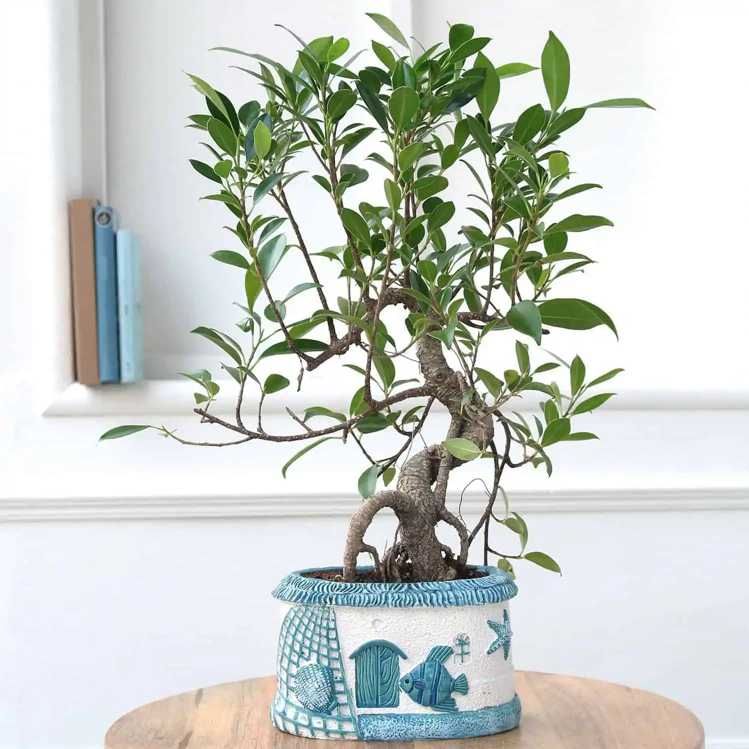 A beautiful indoor ficus bonsai tree at a reasonable price.