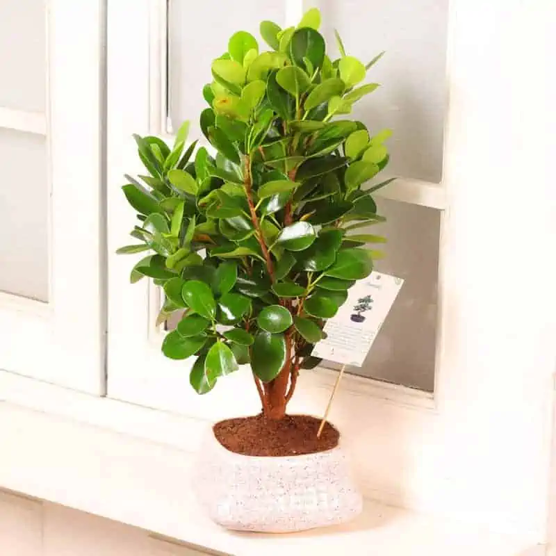 A beautiful indoor bonsai tree at a reasonable price.
