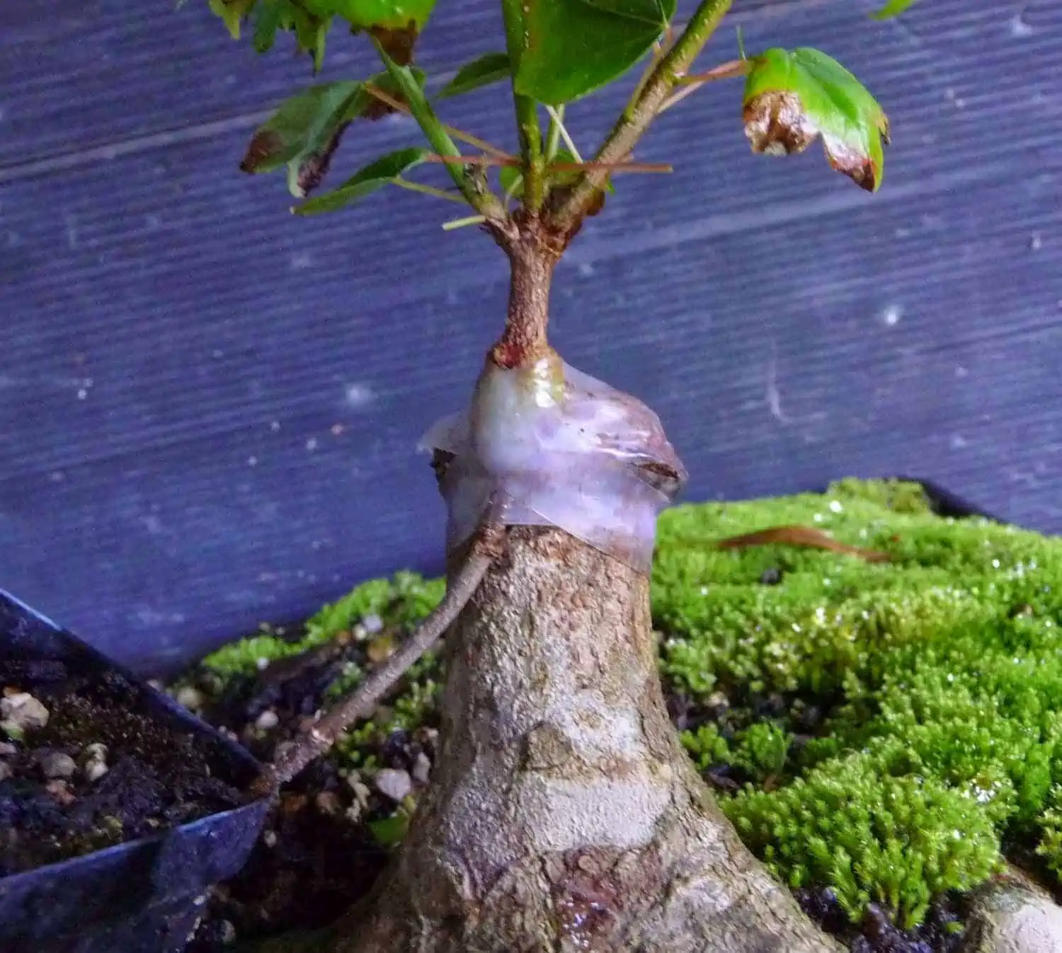 Grafting a miniaturized plant.