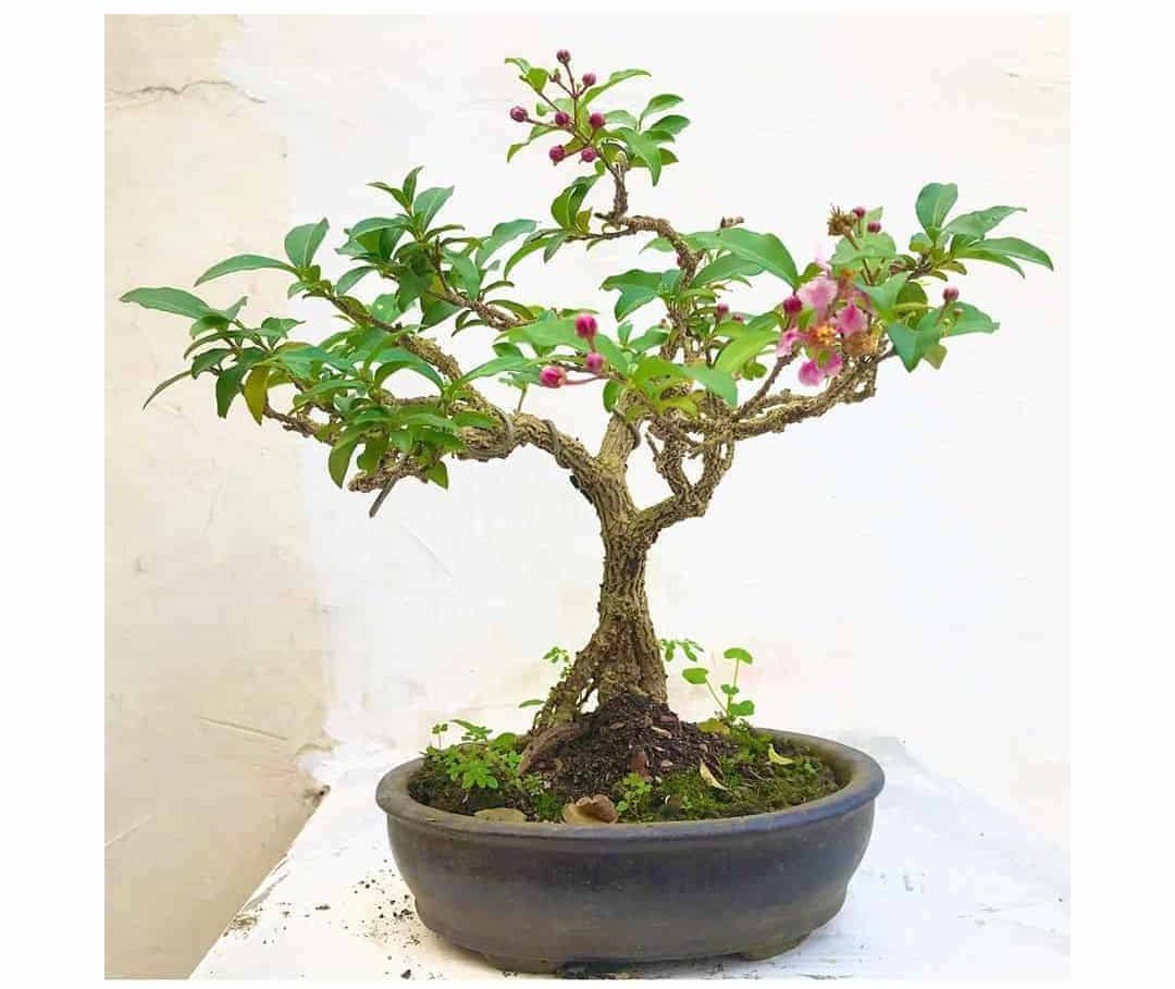 A nice indoor Japanese cherry blossom bonsai tree at a budget-friendly price.