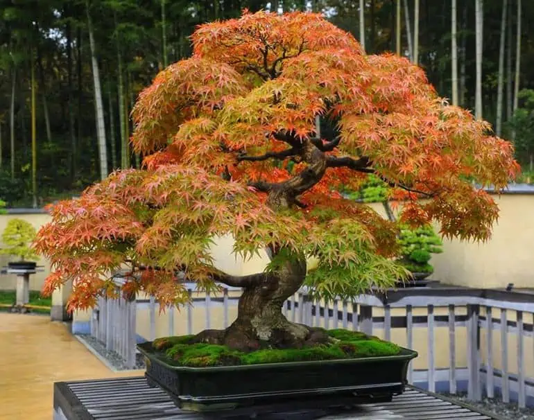 A colourful outdoor Japanese maple bonsai tree in a planter
