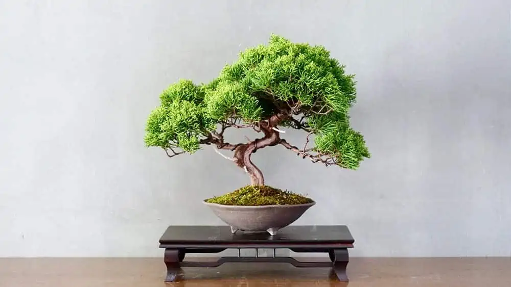 An elegant indoor bonsai tree