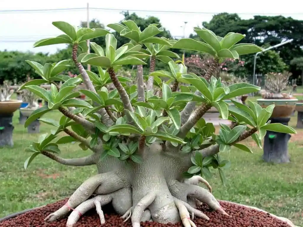 A outdoor Arabicum Adenum bonsai tree at a good price.