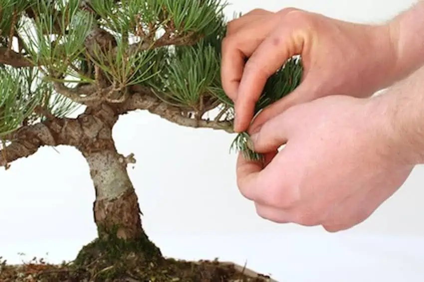Pinching of a miniaturized plant.