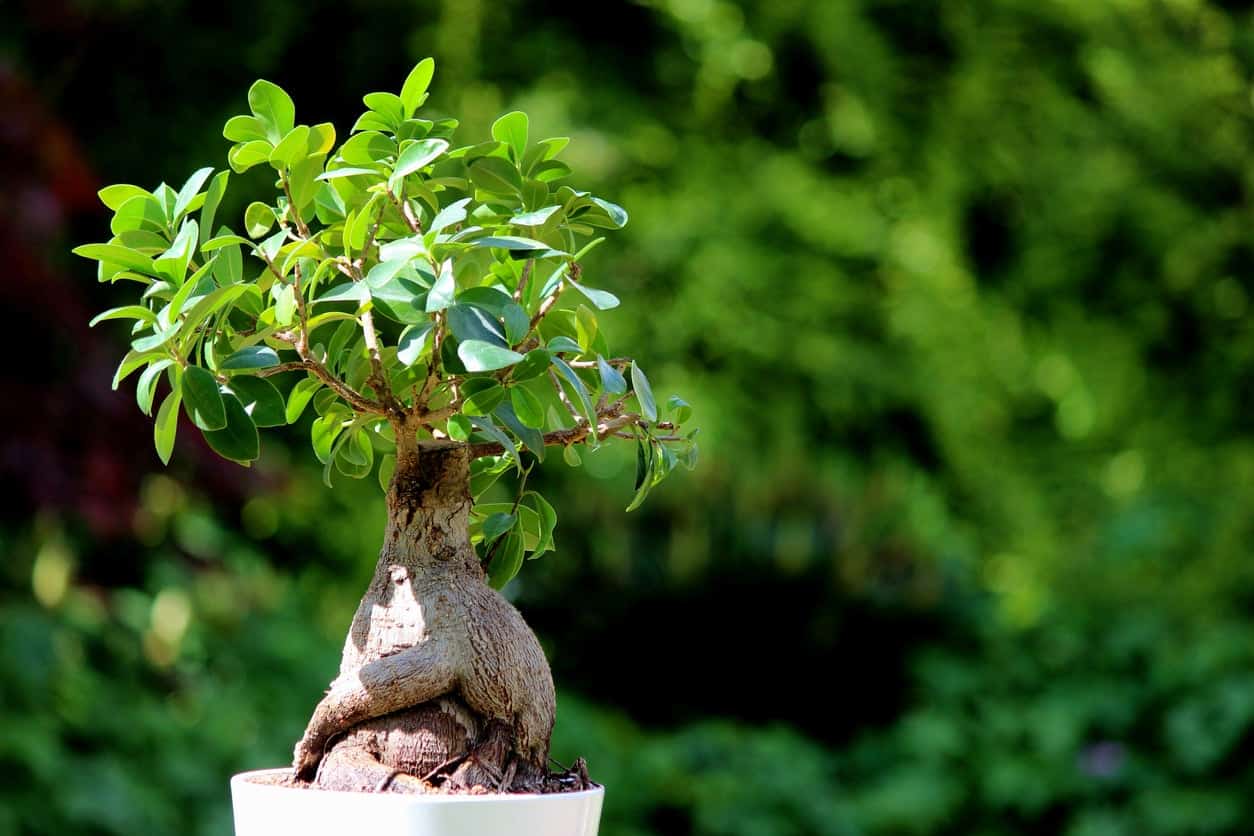 https://buildingandinteriors.com/wp-content/uploads/2022/08/Placement-of-a-bonsai-tree_Bob-Vila.jpg