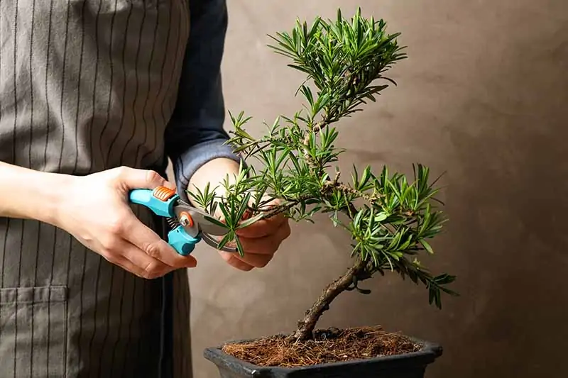 Pruning of a miniaturized plant.