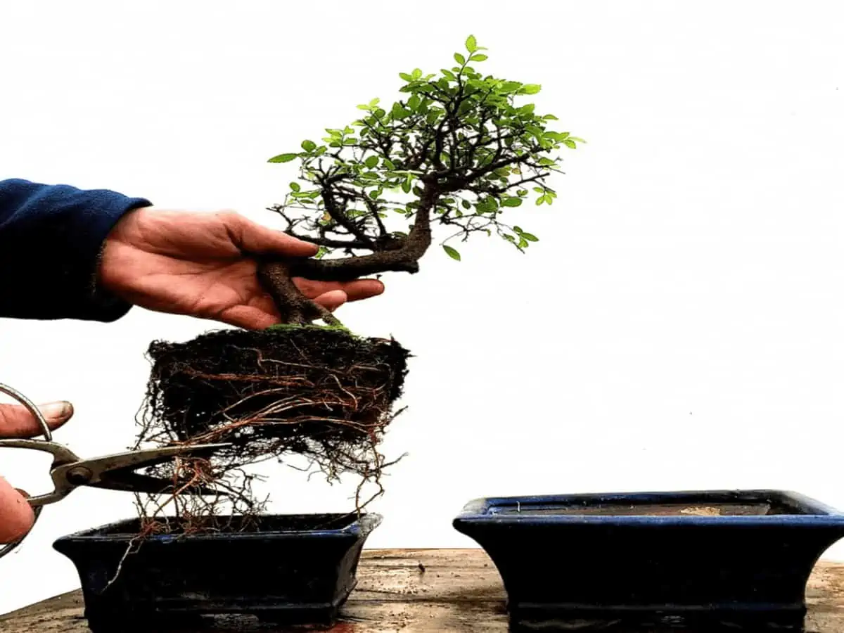 Repotting of a miniaturized plant.