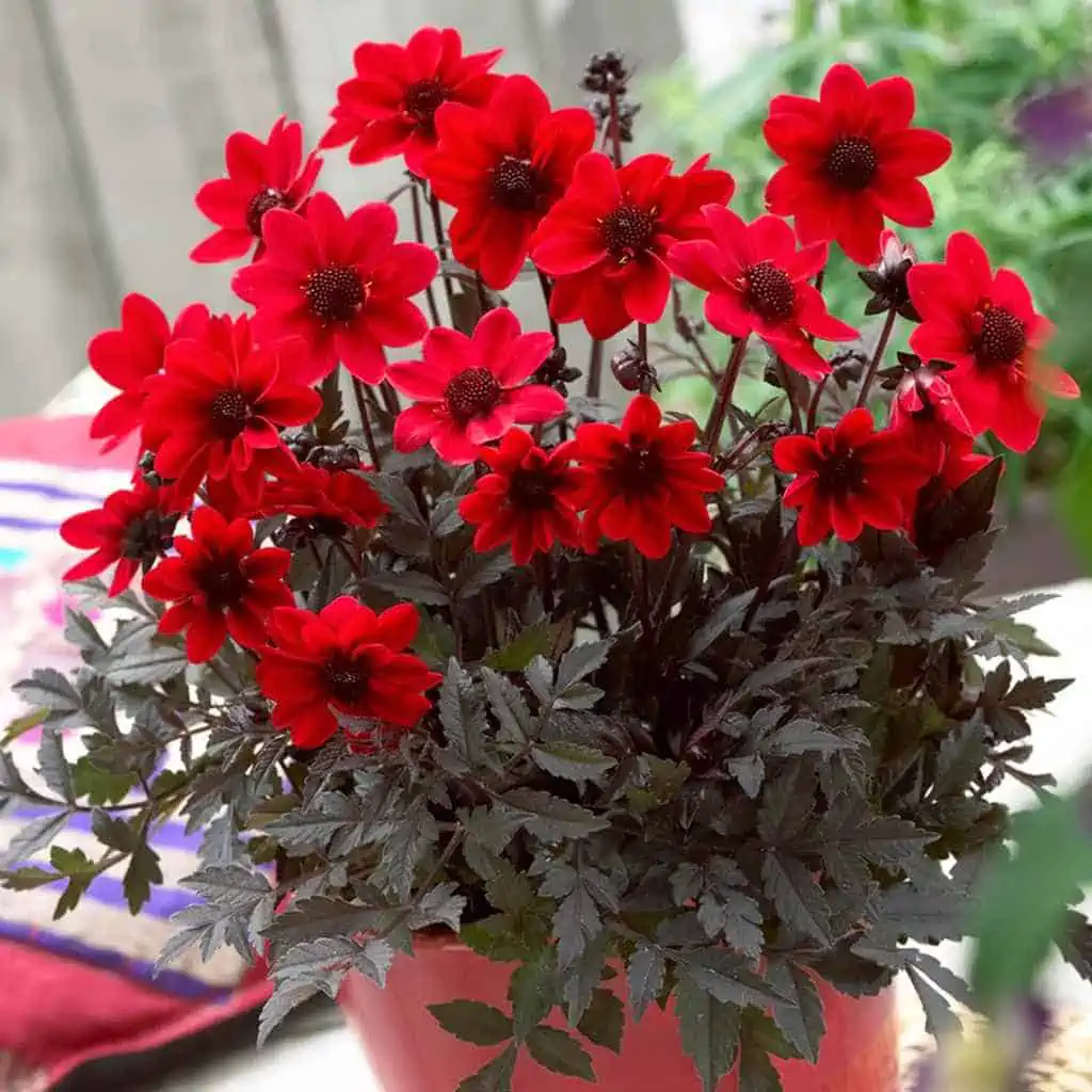 red Single dahlias