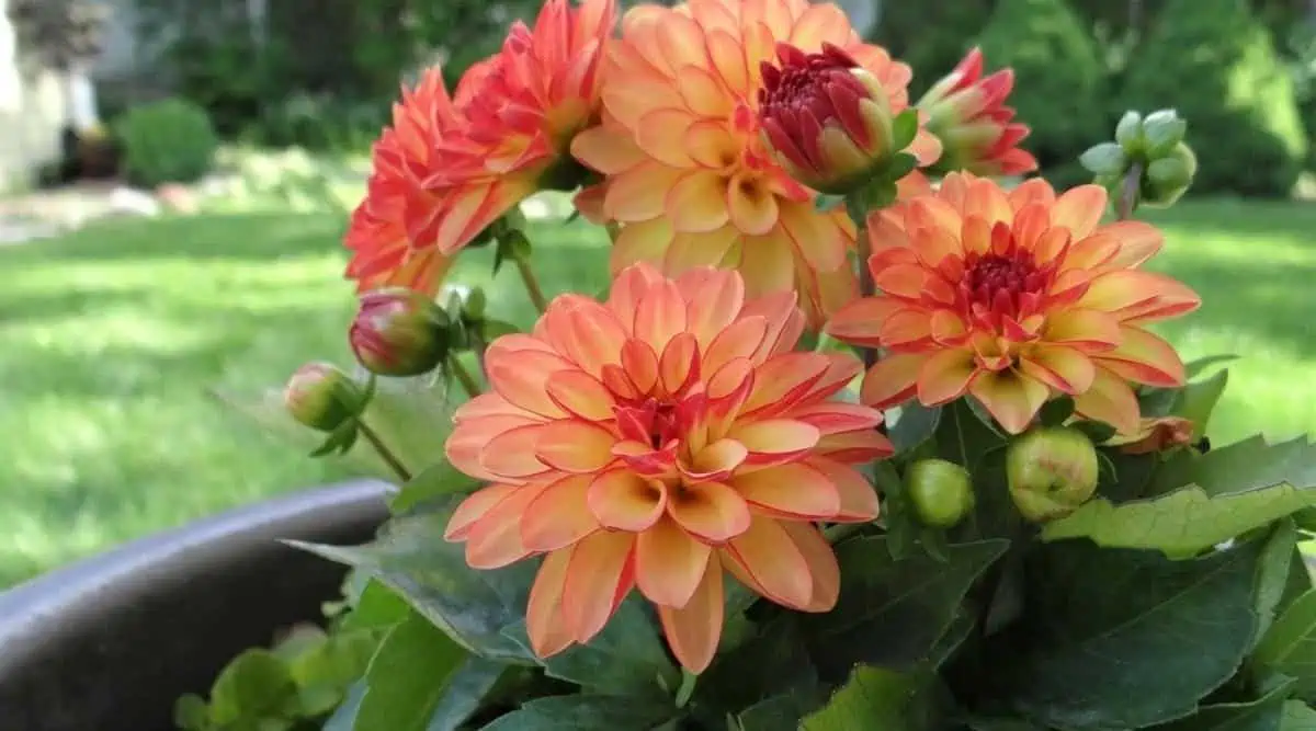 orange waterlily dahlias