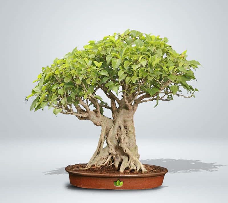 A pretty peepal bonsai tree at a budget-friendly price.
