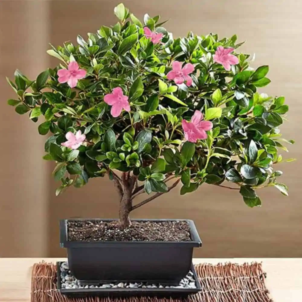 A beautiful indoor bonsai tree at a pocket-friendly price in a nice planter.