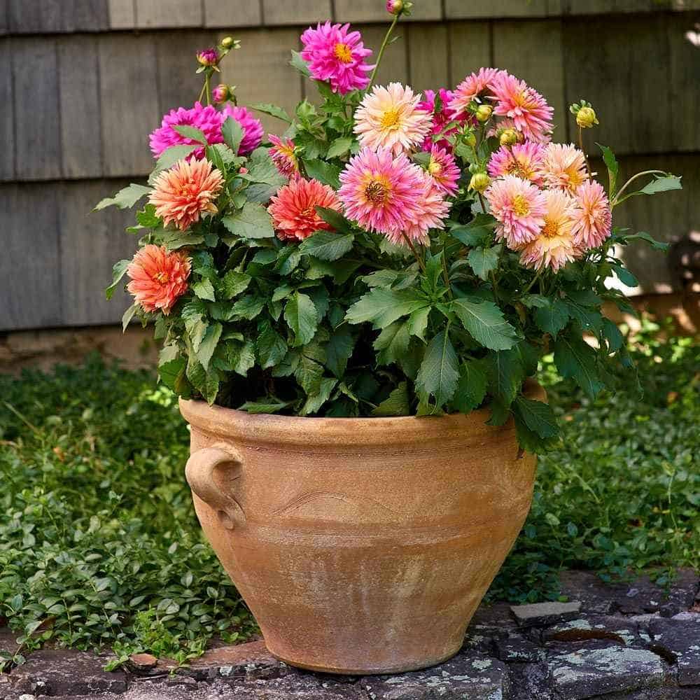 cactus dahlias multicolor with green foilage and brown pot