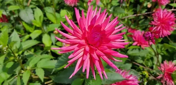 pink coloured catus dahlia in a home garden