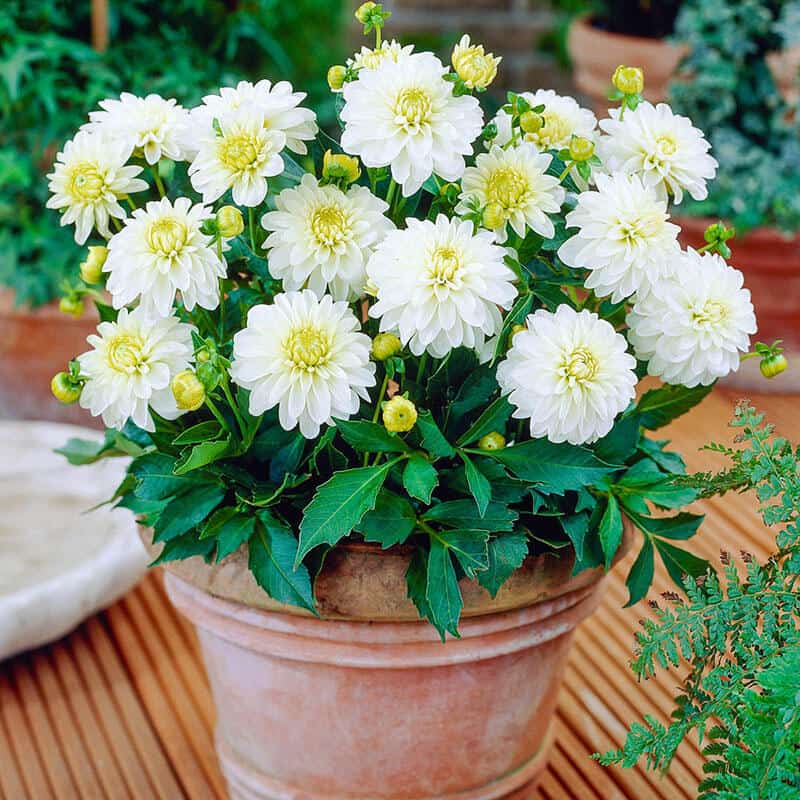 white flowers in a brown pot