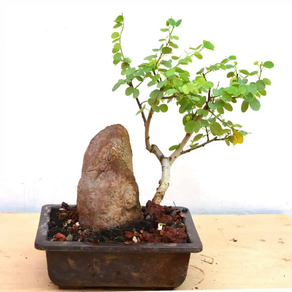 A nice Bauhinia Tomentosa bonsai tree at a good price.