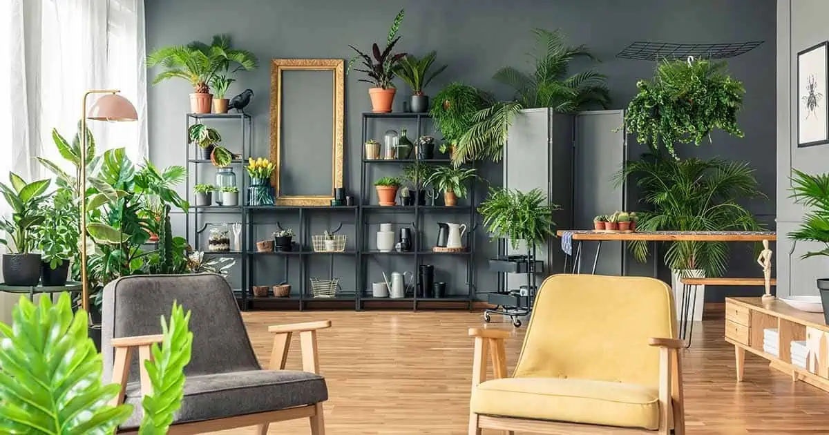 plant display on a green wall with chairs