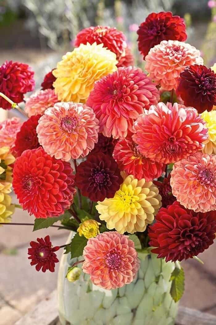 pompon dahlias in red yellow and pink