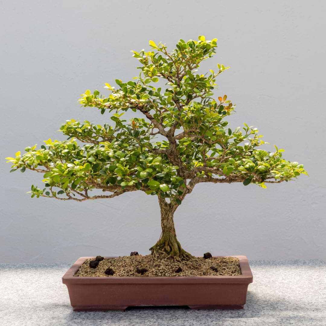 Boxwood bonsai in a red planter