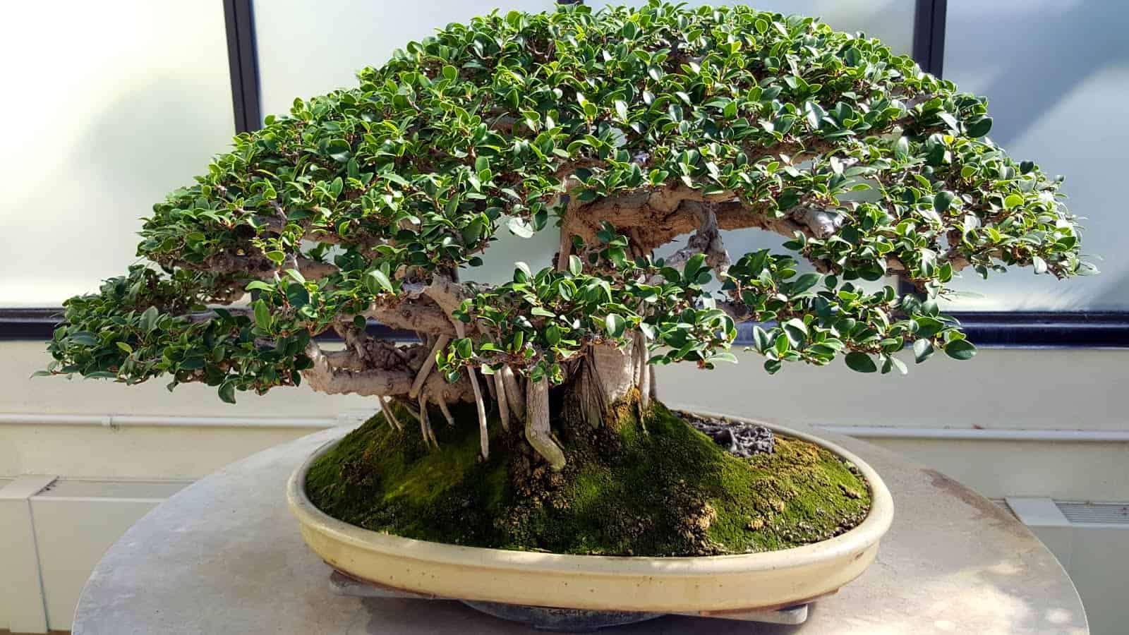 A large banyan bonsai