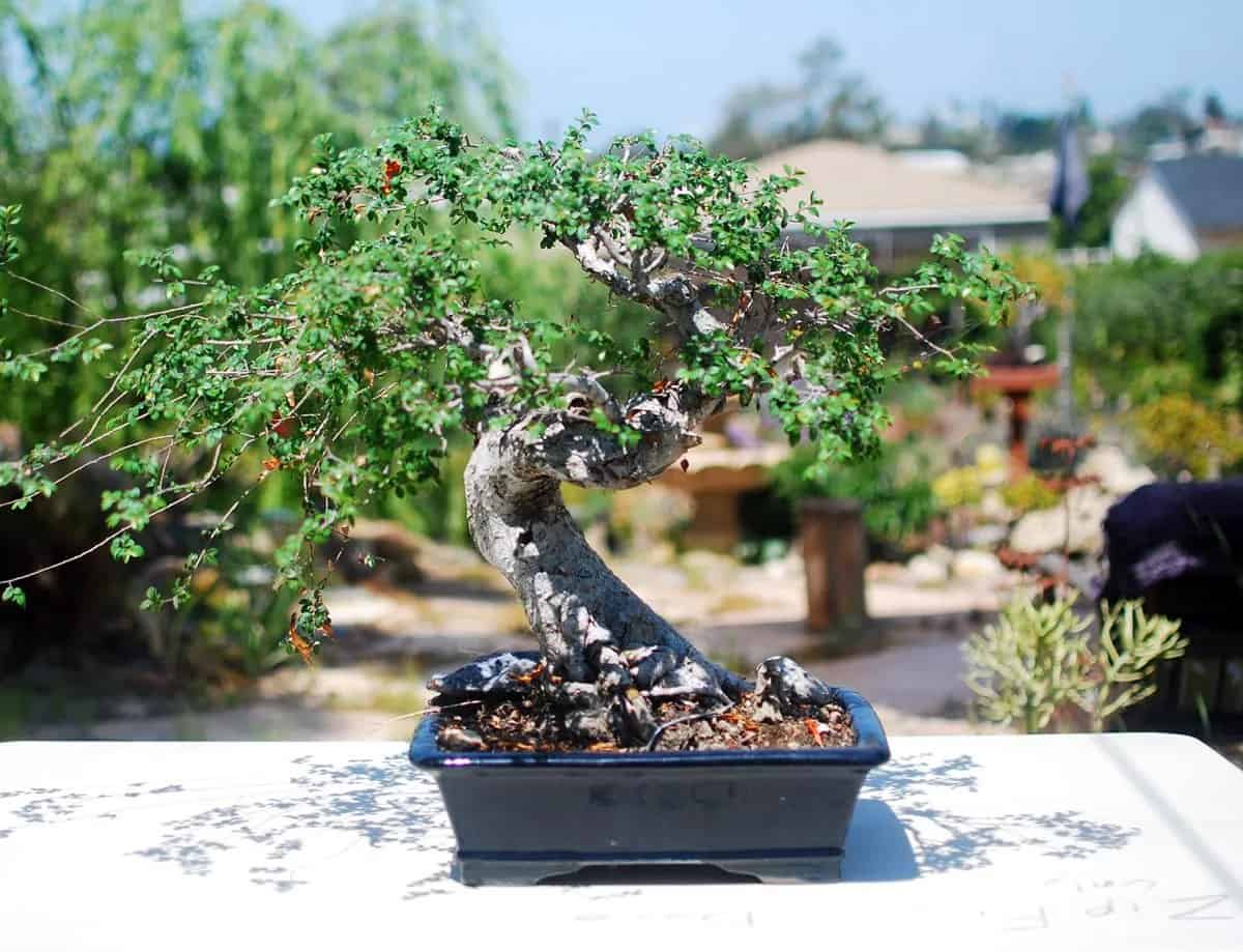 A classic chinese elm bonsai on a table