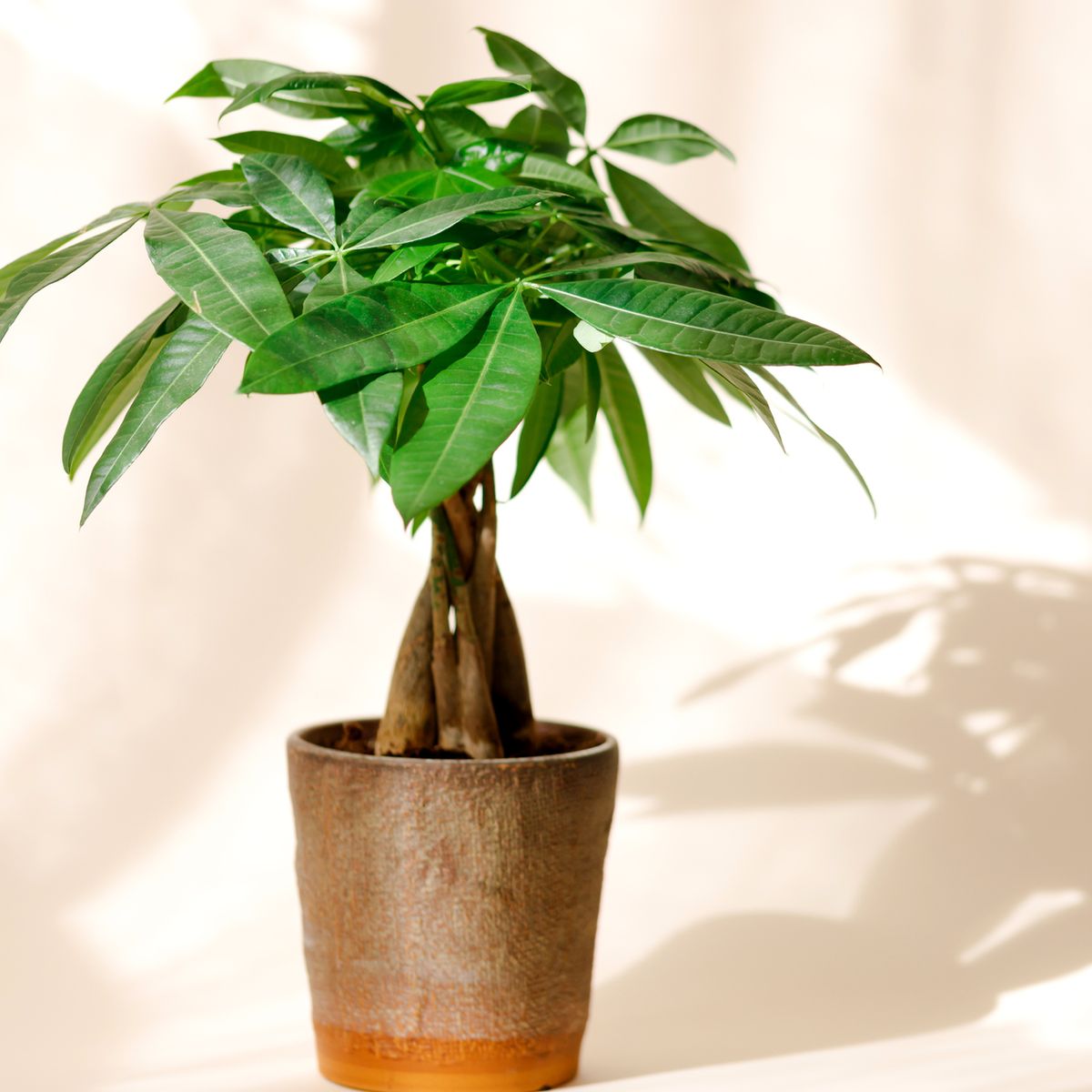 A young pachira bonsai in a brown pot