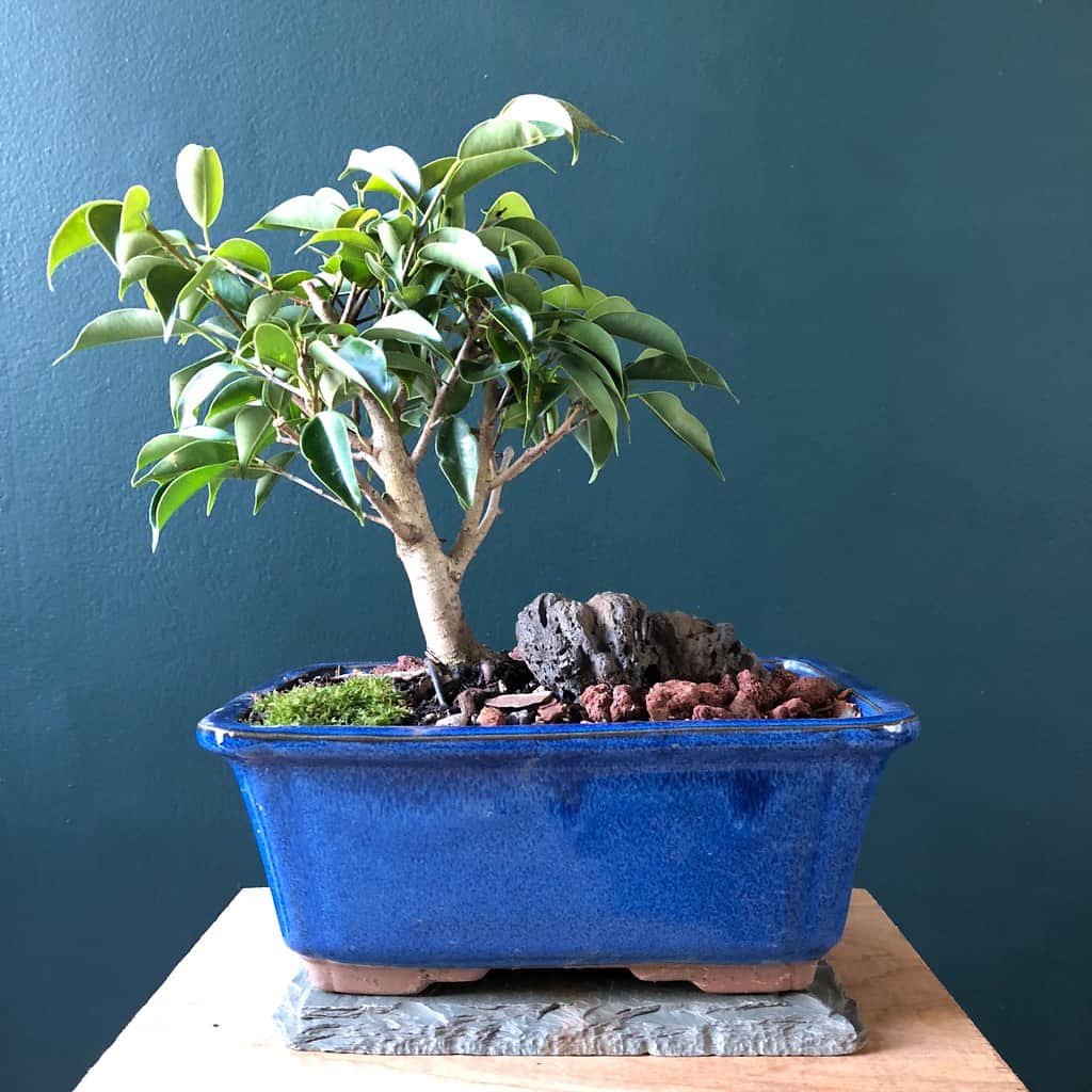 a weeping fig in a blue container