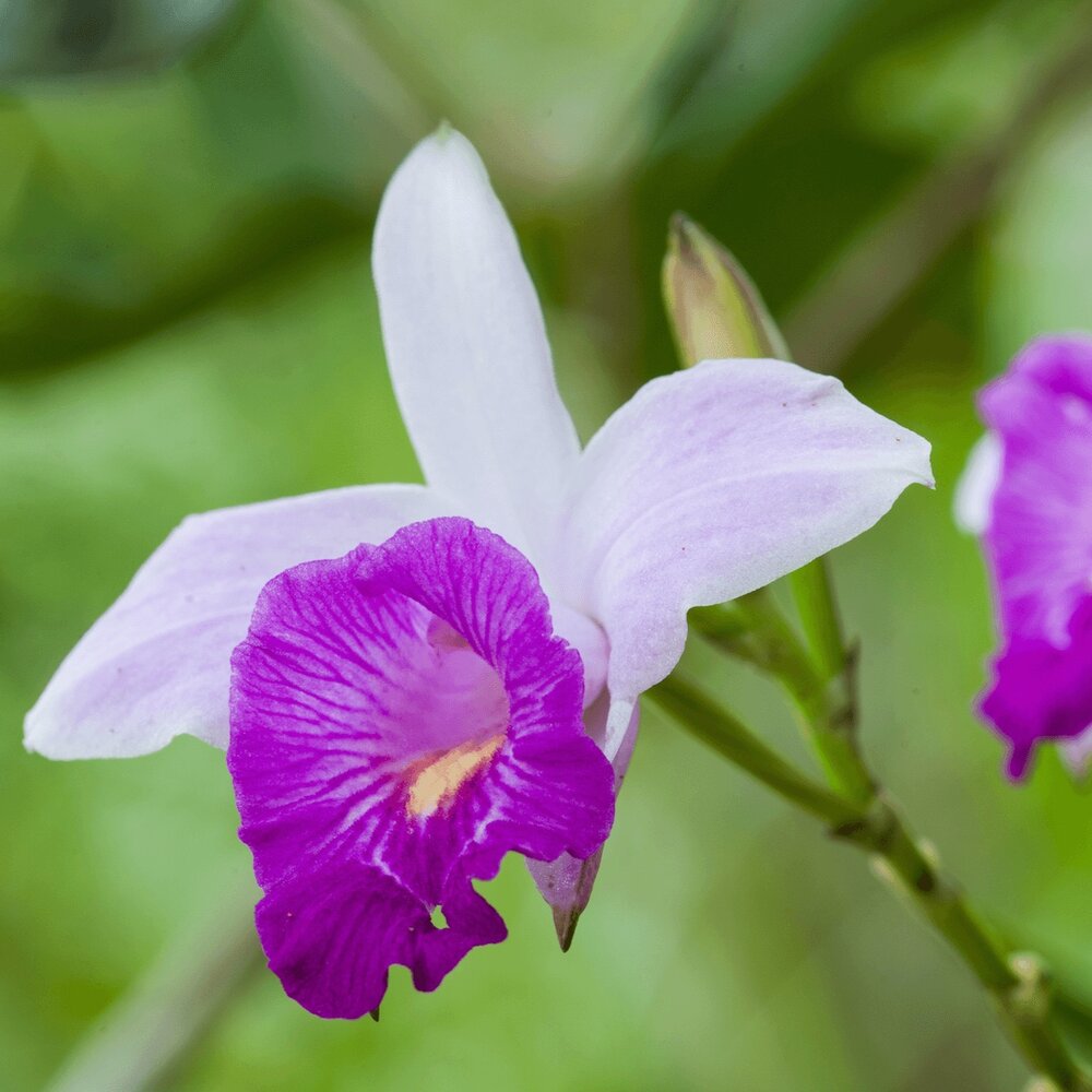 violet blossoms, Arundina Graminifolia, violet flower petals, bamboo orchid
