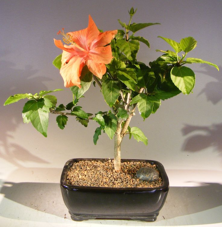 Bonsai Hibiscus, indoor hibiscus
