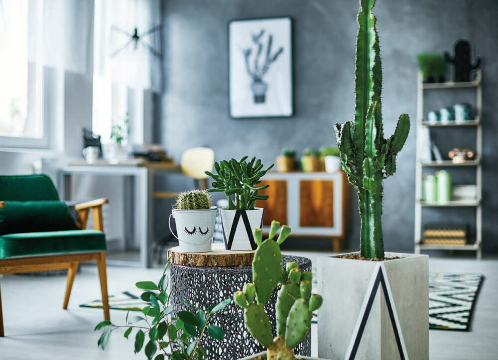 hanging decor cactus plant, green, white - Novità Home - Purchase on Ventis.