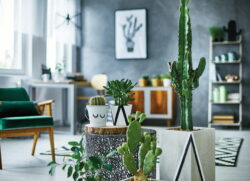 cacti for planters, placed in living room, home decor, beautiful living room