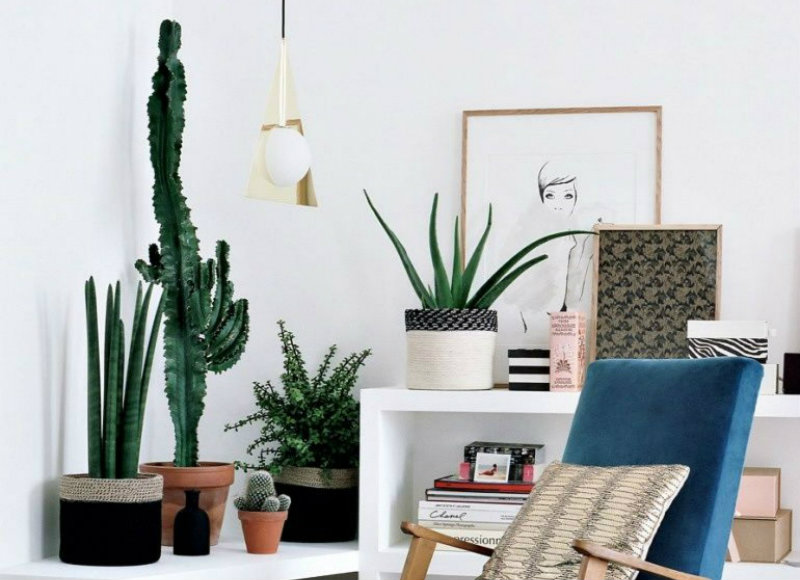 cactus plants placement near work desk, table, light, chair, furniture